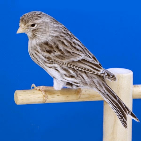 ¿Cuáles son las características del pastelón Ágata?