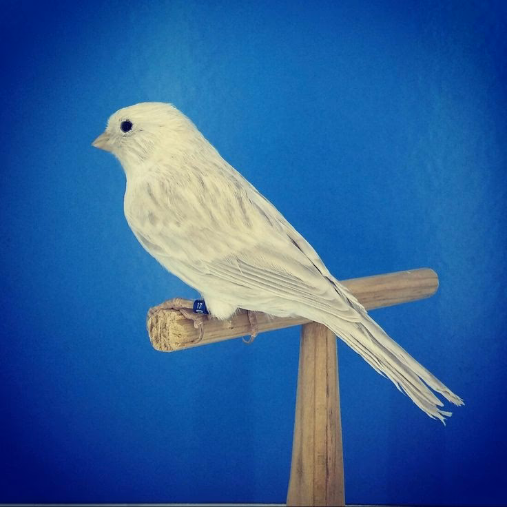 ¿Cuál es la mutación del Ágata?