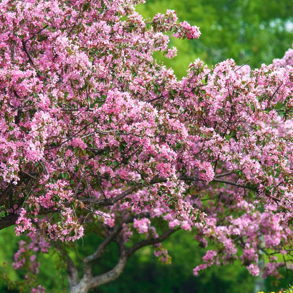 ¿Cuáles son las características de las flores rosas?