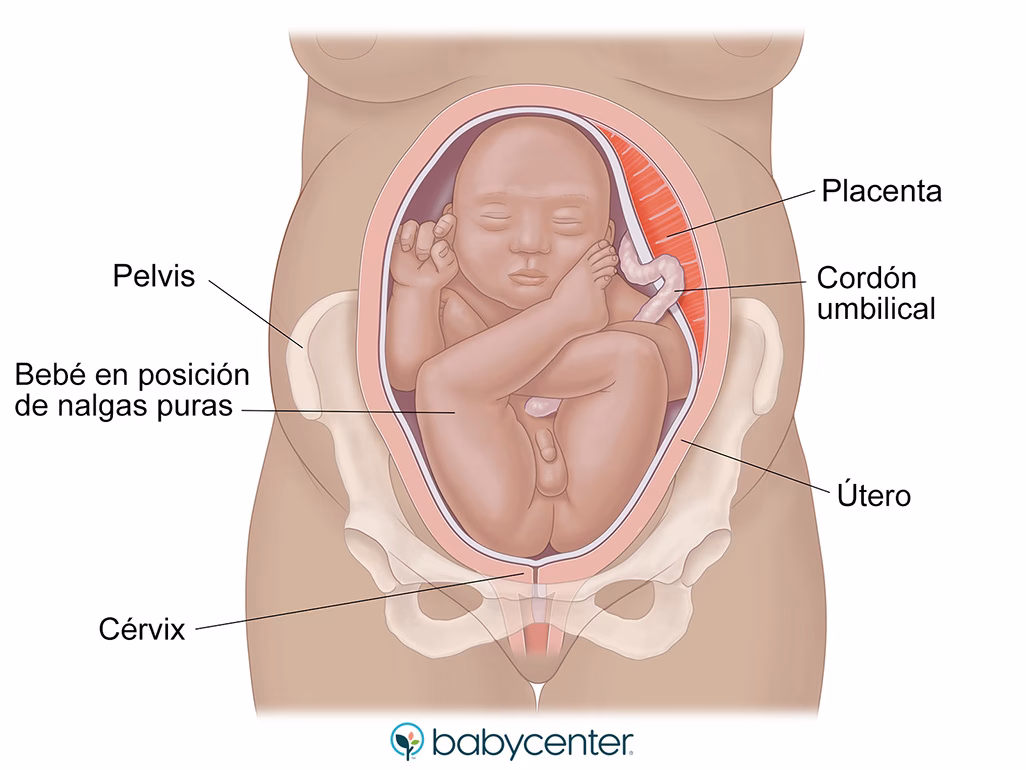 ¿Qué factores influyen en la posición del bebé dentro del útero?