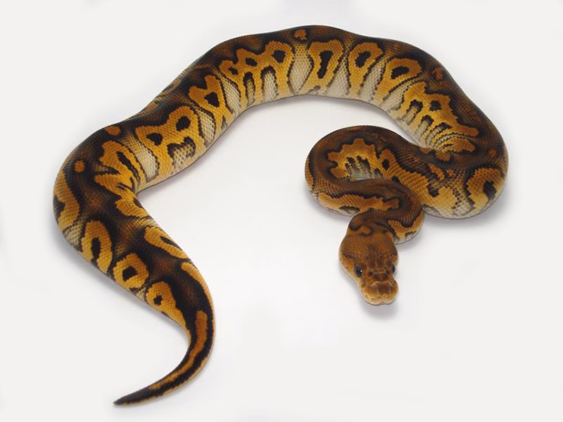 What happens if you breed a Super pastel to a clown?