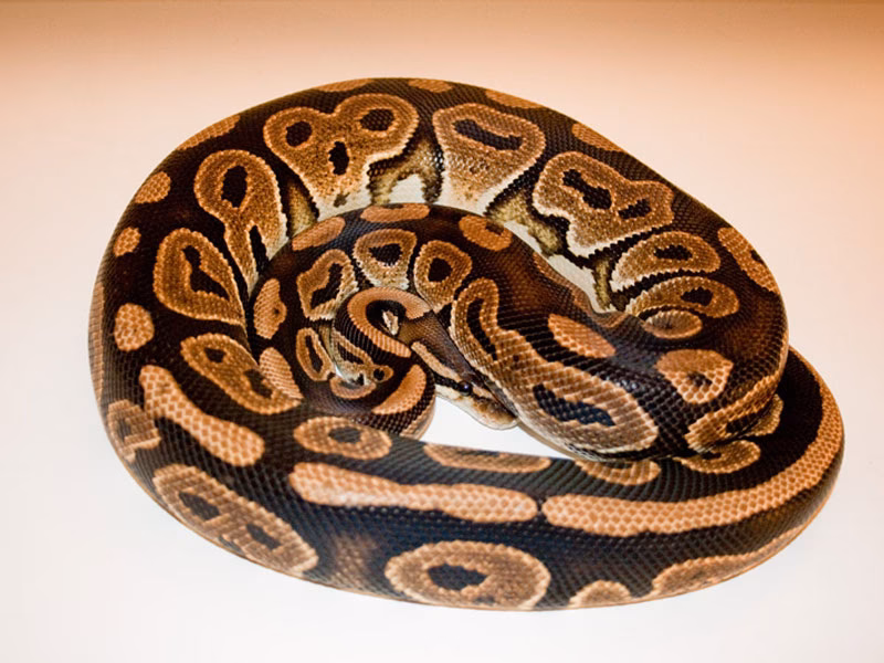 What is a pastel ball python?