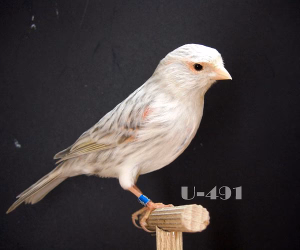 ¿Cuál es el origen del canario Ágata?