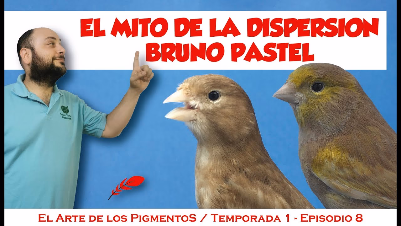 ¿Dónde encontrar pastelerias caninas enbarcelona?