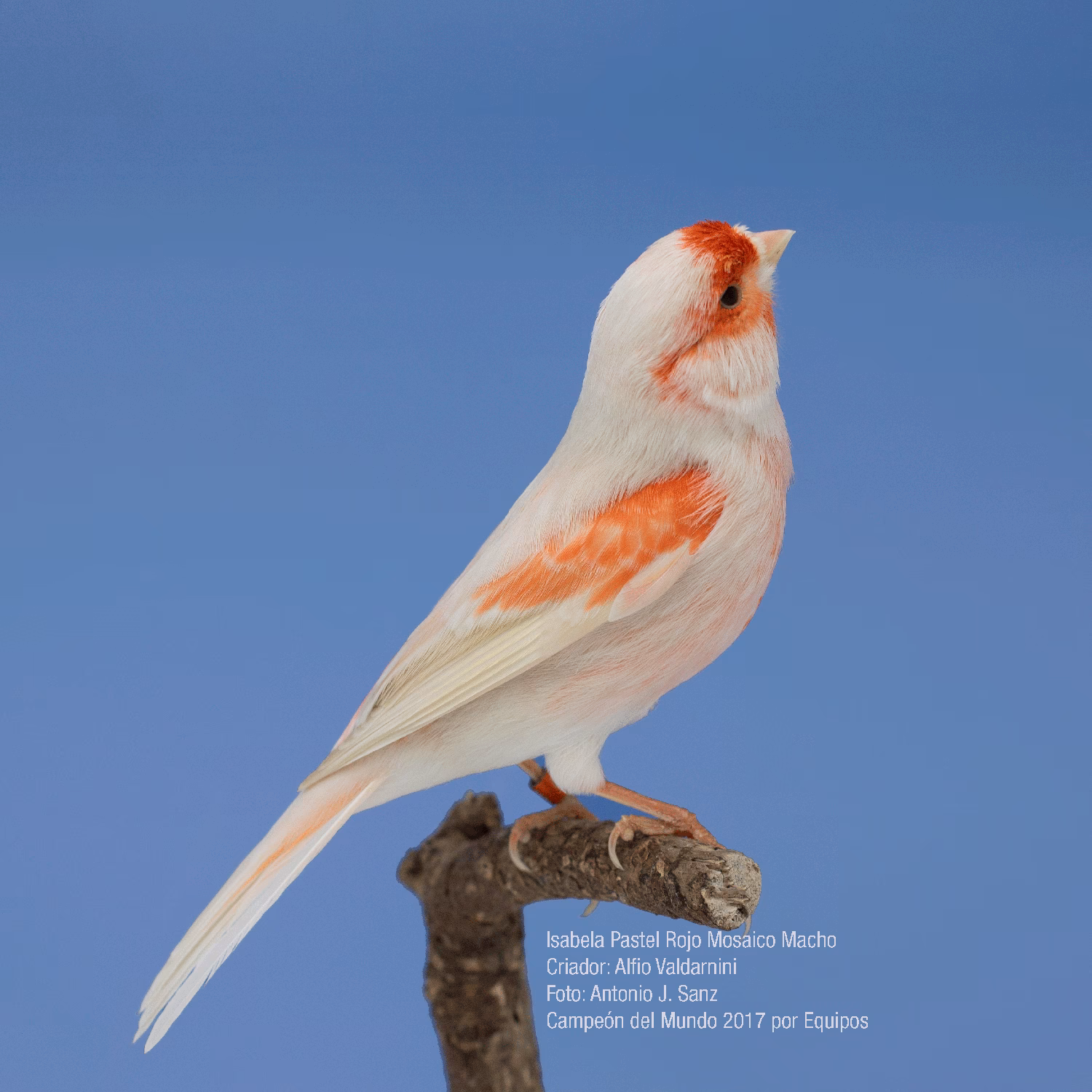 ¿Cuáles son las mejores estructuras para canarios de color?