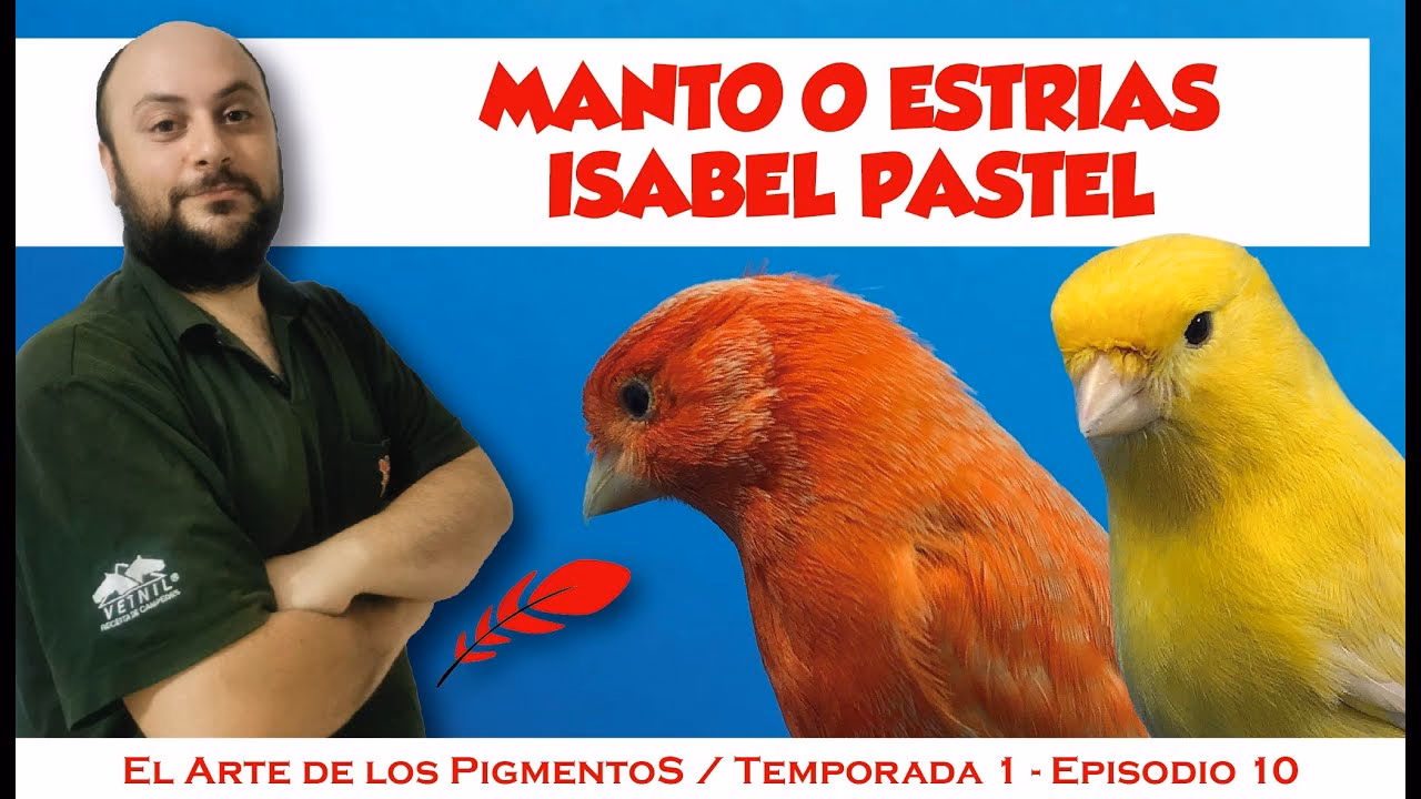 ¿Cuáles son las características del canario Isabel?