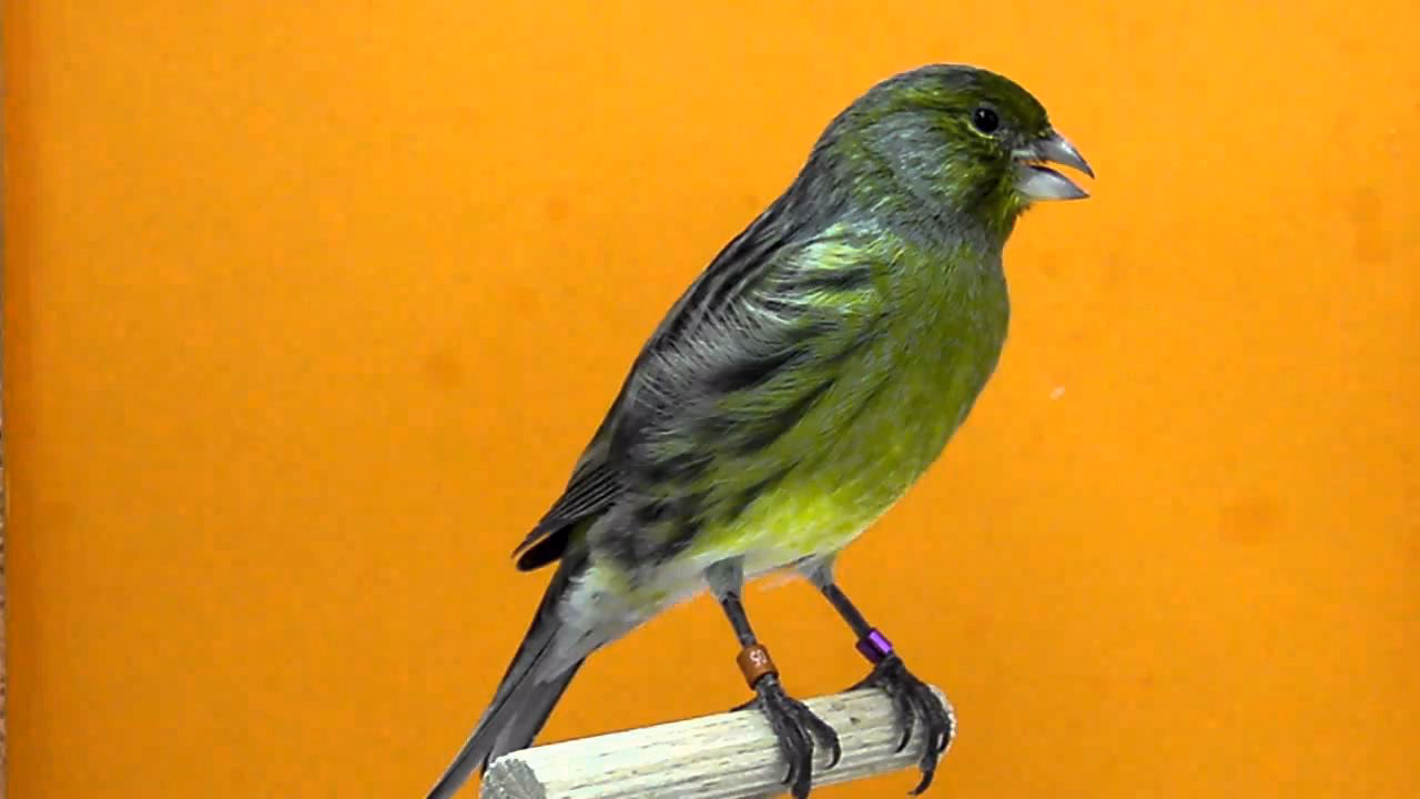 ¿Cuáles son las variedades de colores en los canarios?