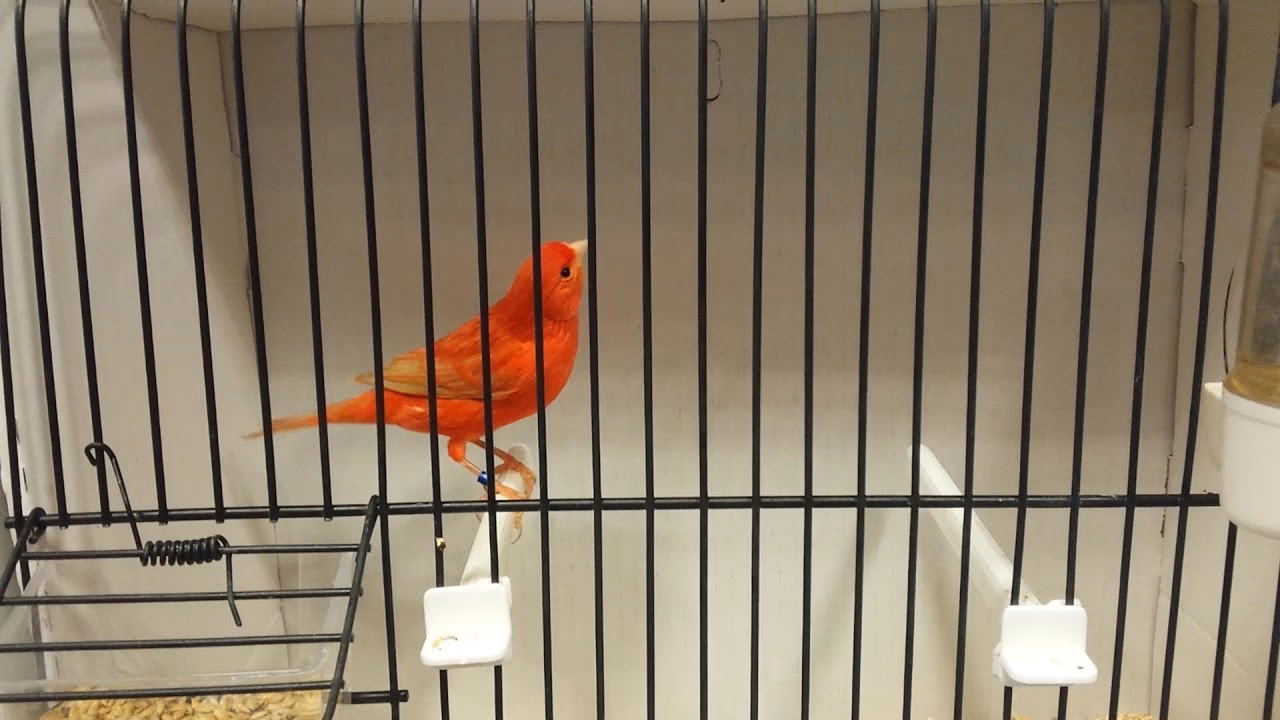 ¿Cuál es la mejor pastelería de Gran Canaria?