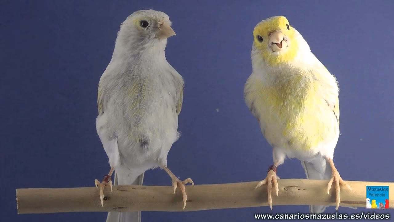 ¿Dónde comprar pasteles caseros en Calgary?