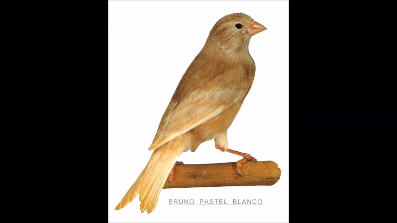 ¿Dónde comprar pasteles caseros en Calgary?