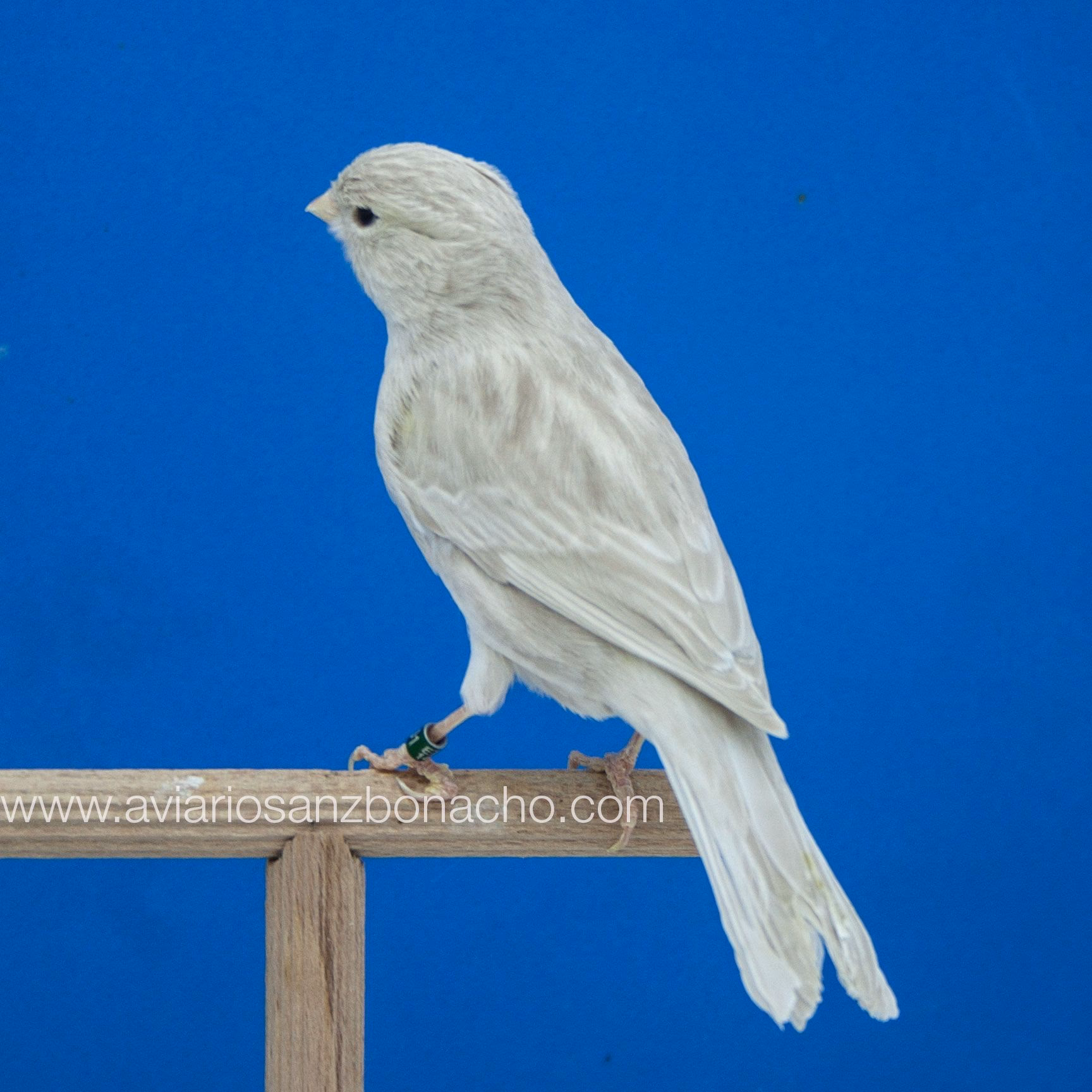 ¿Qué es el bruno pastel?