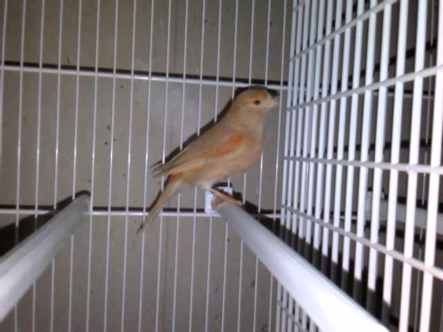 ¿Qué es el pastel negro jamaicano?