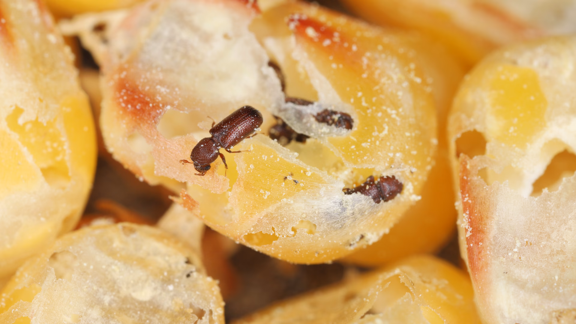 ¿Cómo prevenir los gorgojos?