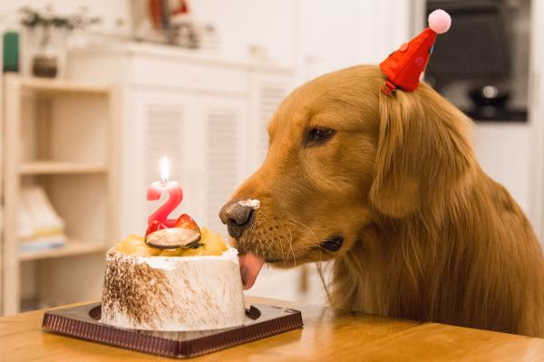 ¿Qué quiere decir como el perro de las dos tortas?