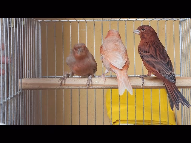 ¿Cuáles son los mejores consejos para comprar canastillas gratuitas?