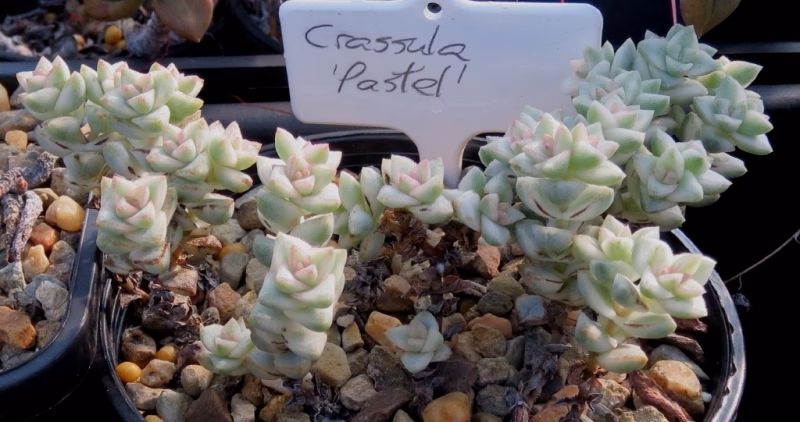 ¿Dónde se encuentran las Crassulas?