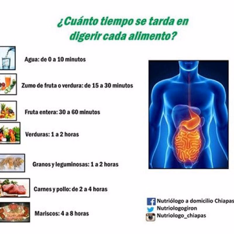 ¿Cuánto tiempo tarda en digerirse la grasa?
