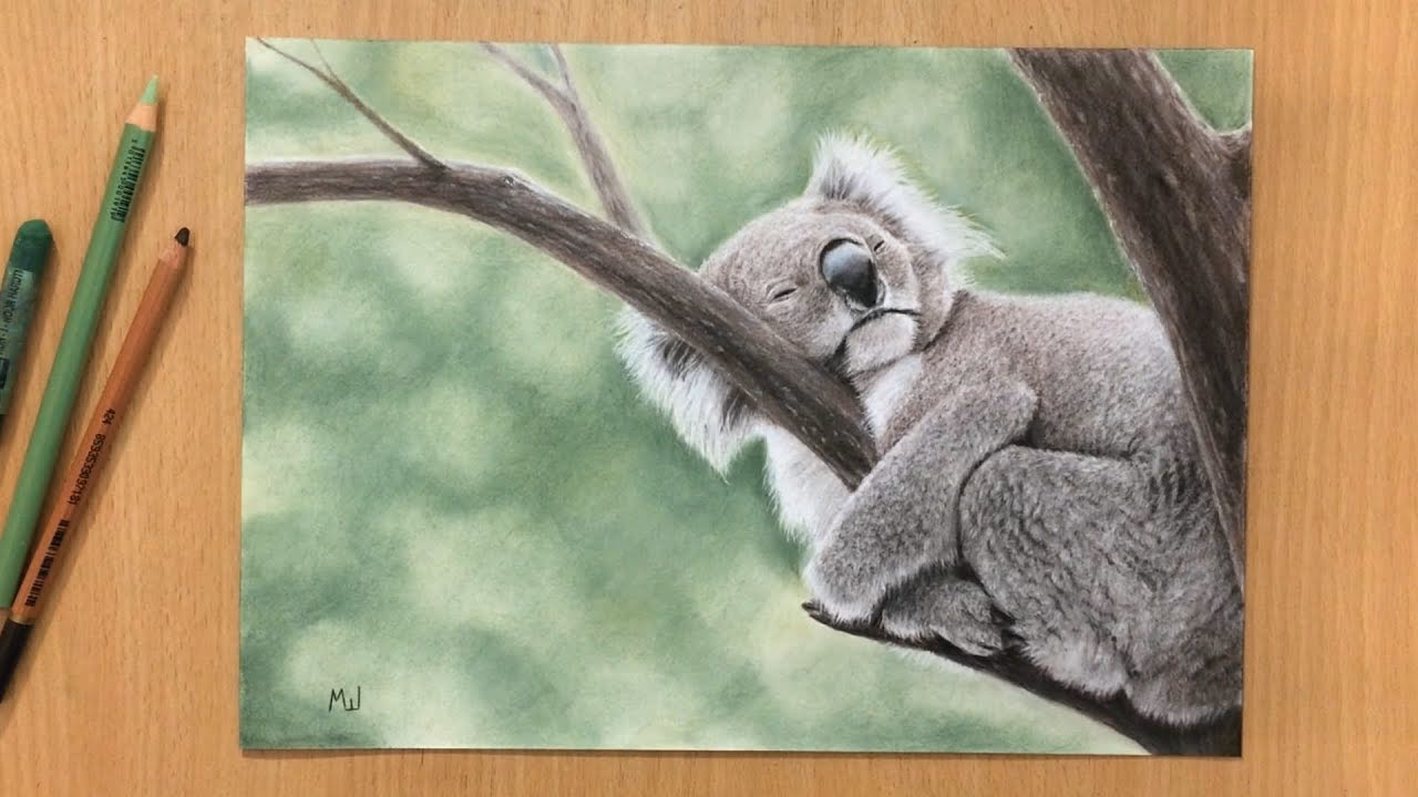 ¿Cuáles son los diferentes tipos de dibujos de koalas?
