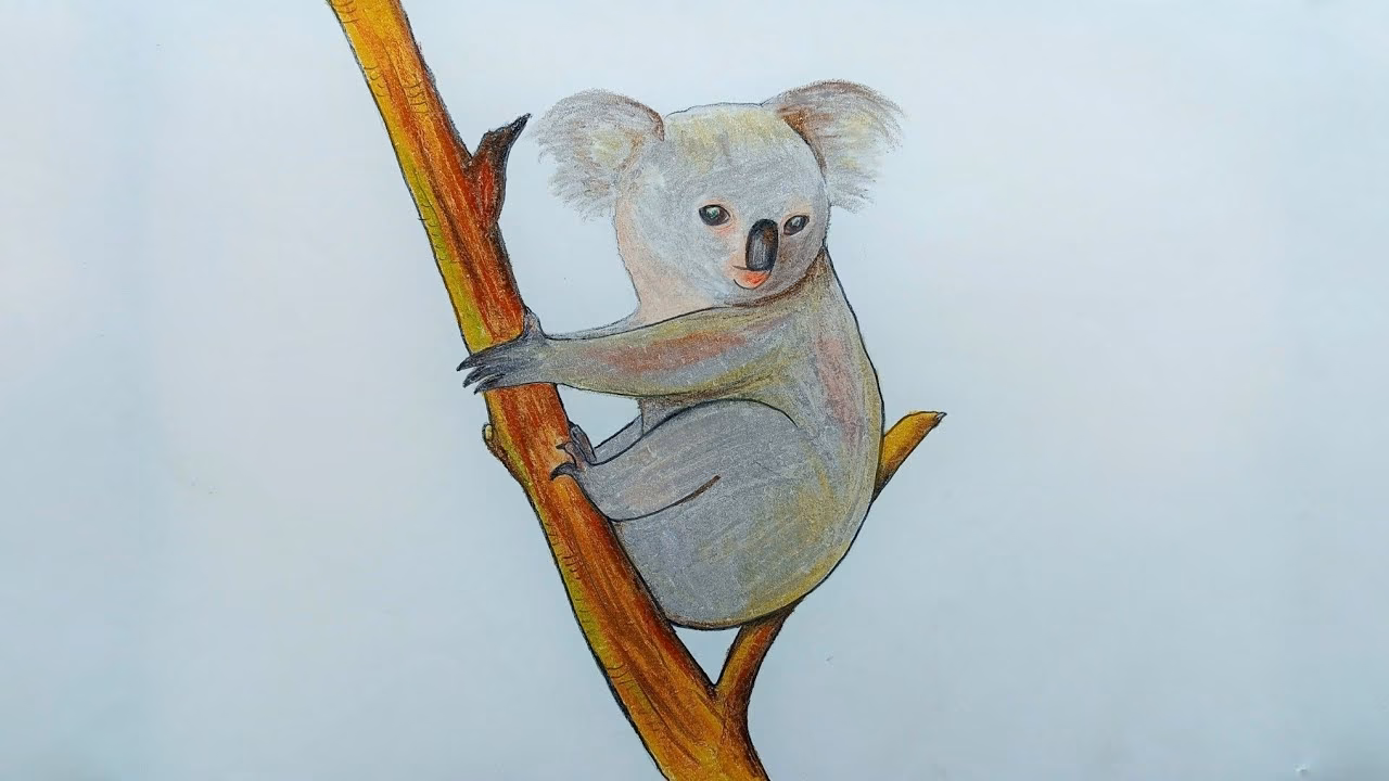 ¿Cuál fue la primera imagen publicada de un koala?