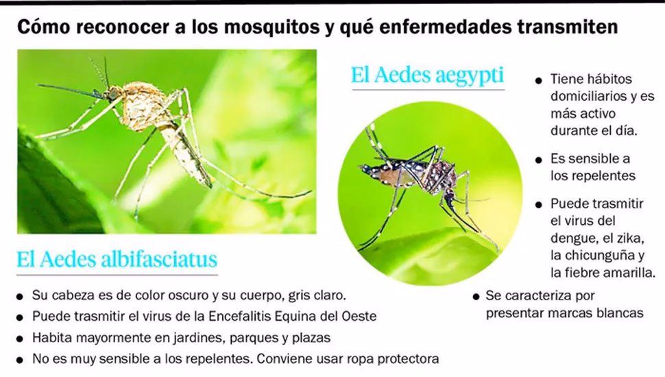 ¿Cómo se transforman las hembras de Aedes albifasciatus en vectores de enfermedades?