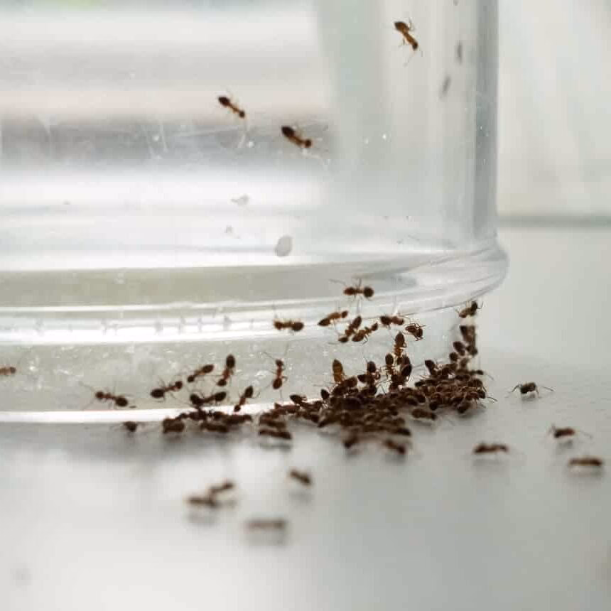 ¿Cómo gritan las hormigas?