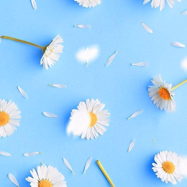 ¿Cuántas fotos libres de regalías sobre flores fondo celeste hay?