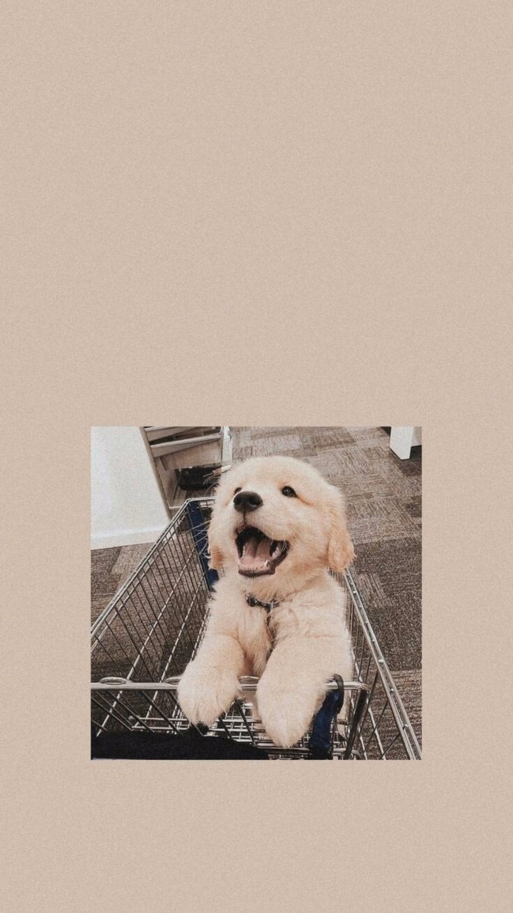 ¿Qué es un fondo de pantalla de perros?