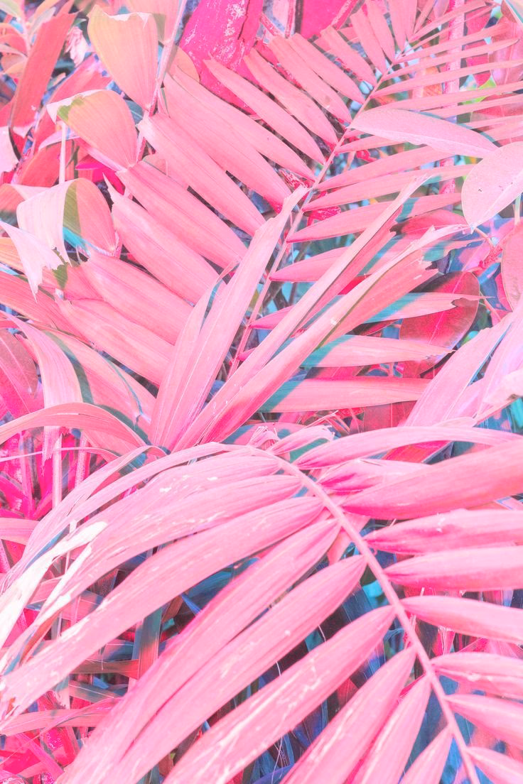 ¿Cuáles son las promociones de rosa pastel?