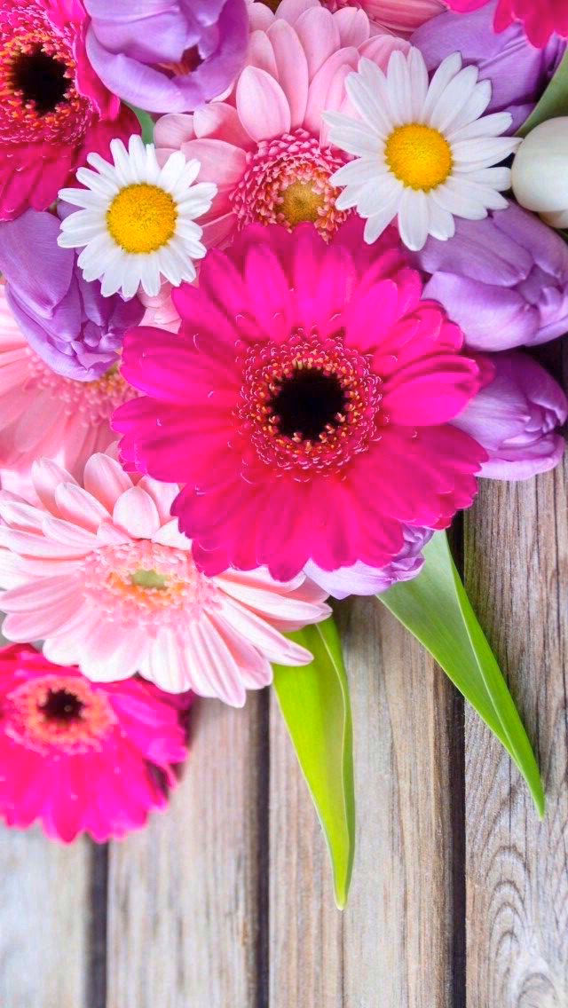 ¿Cuántas imágenes gratis hay de fondo de pantalla gerberas?