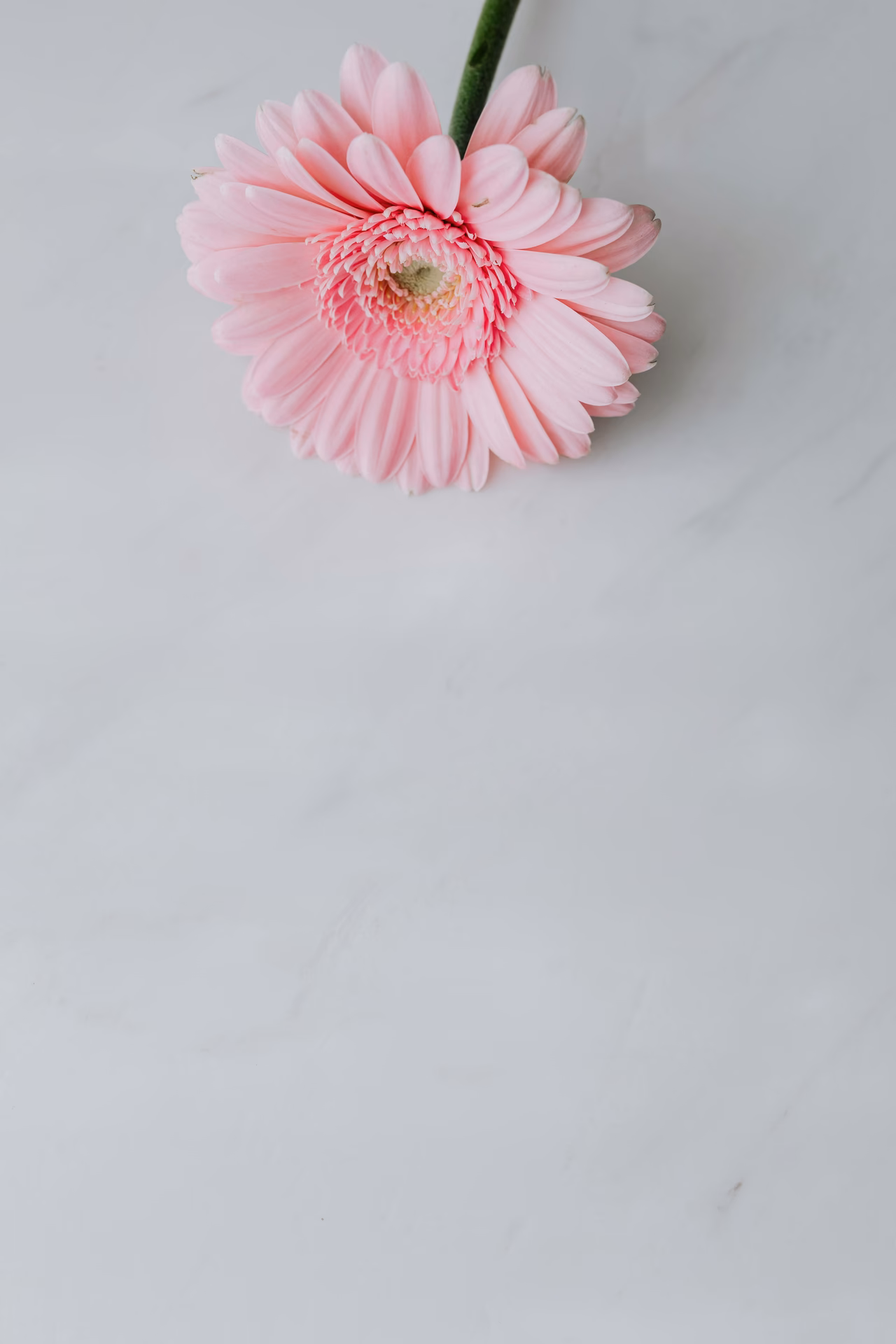 ¿Cuál es la mejor aplicación de fondo de pantalla para niñas?