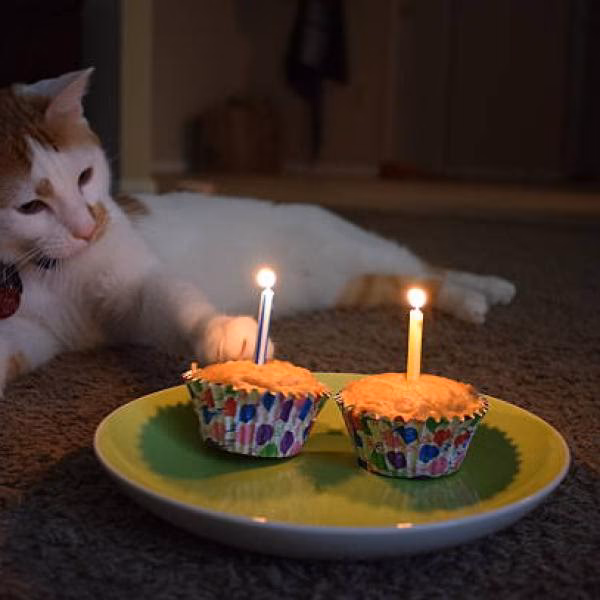 ¿Cuáles son las implicaciones legales de alimentar a gatos callejeros sin permiso?
