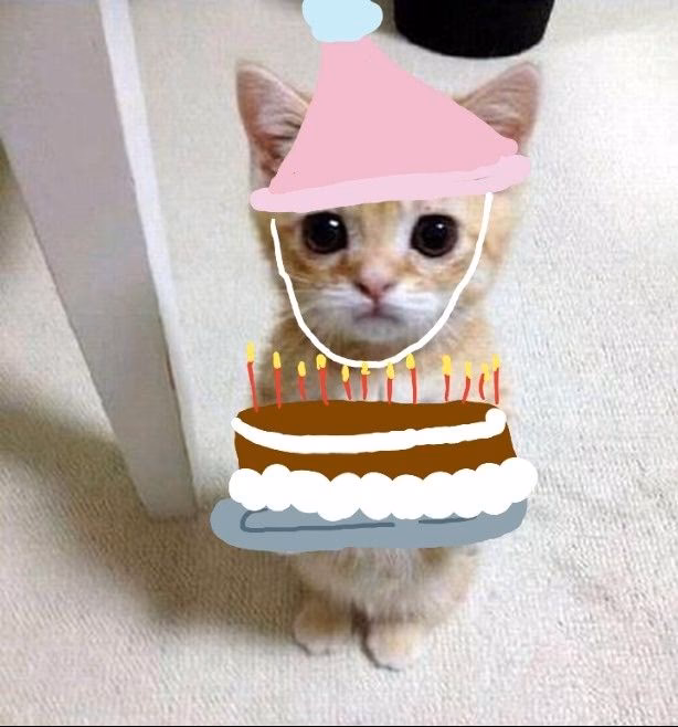 ¿Cómo hacer a tu gato feliz?