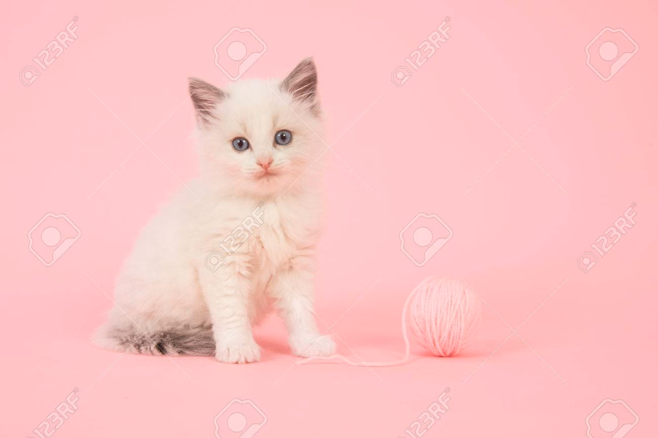 ¿Cómo cortar el pelo de un gato?