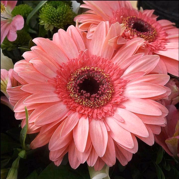 ¿Qué son las gerberas?