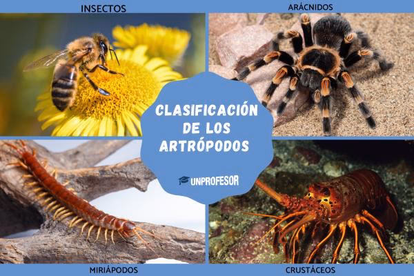 ¿Cuáles son los grupos de artrópodos?