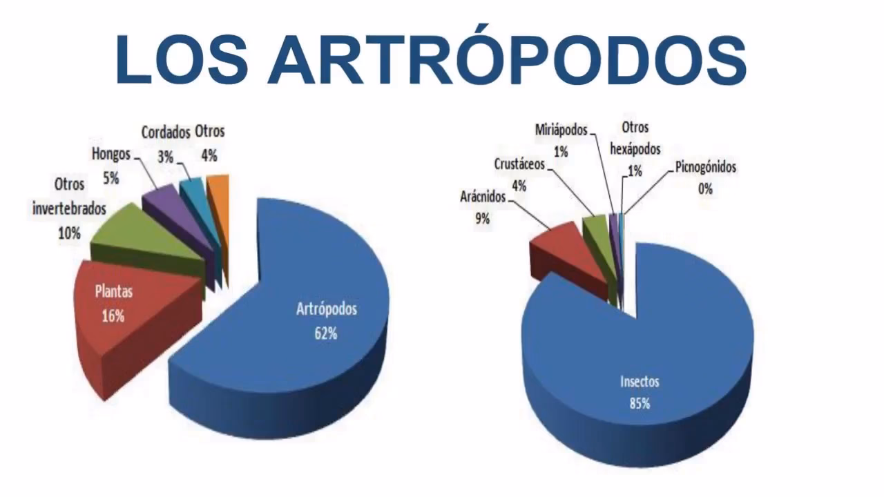 ¿Cuáles son los grupos de artrópodos?