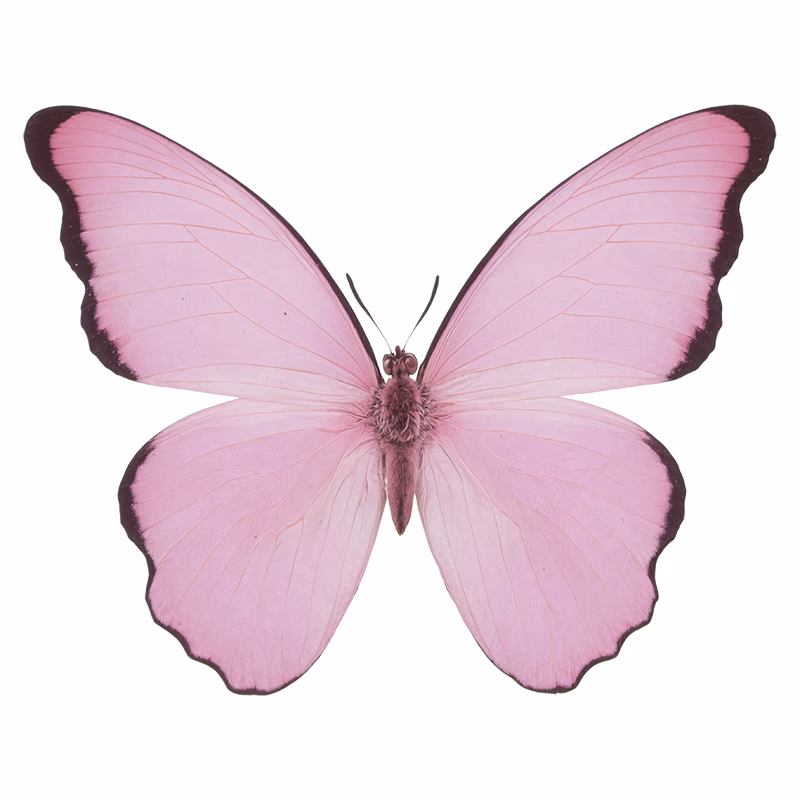 ¿Cuál es la morfología de la mariposa Rosa?