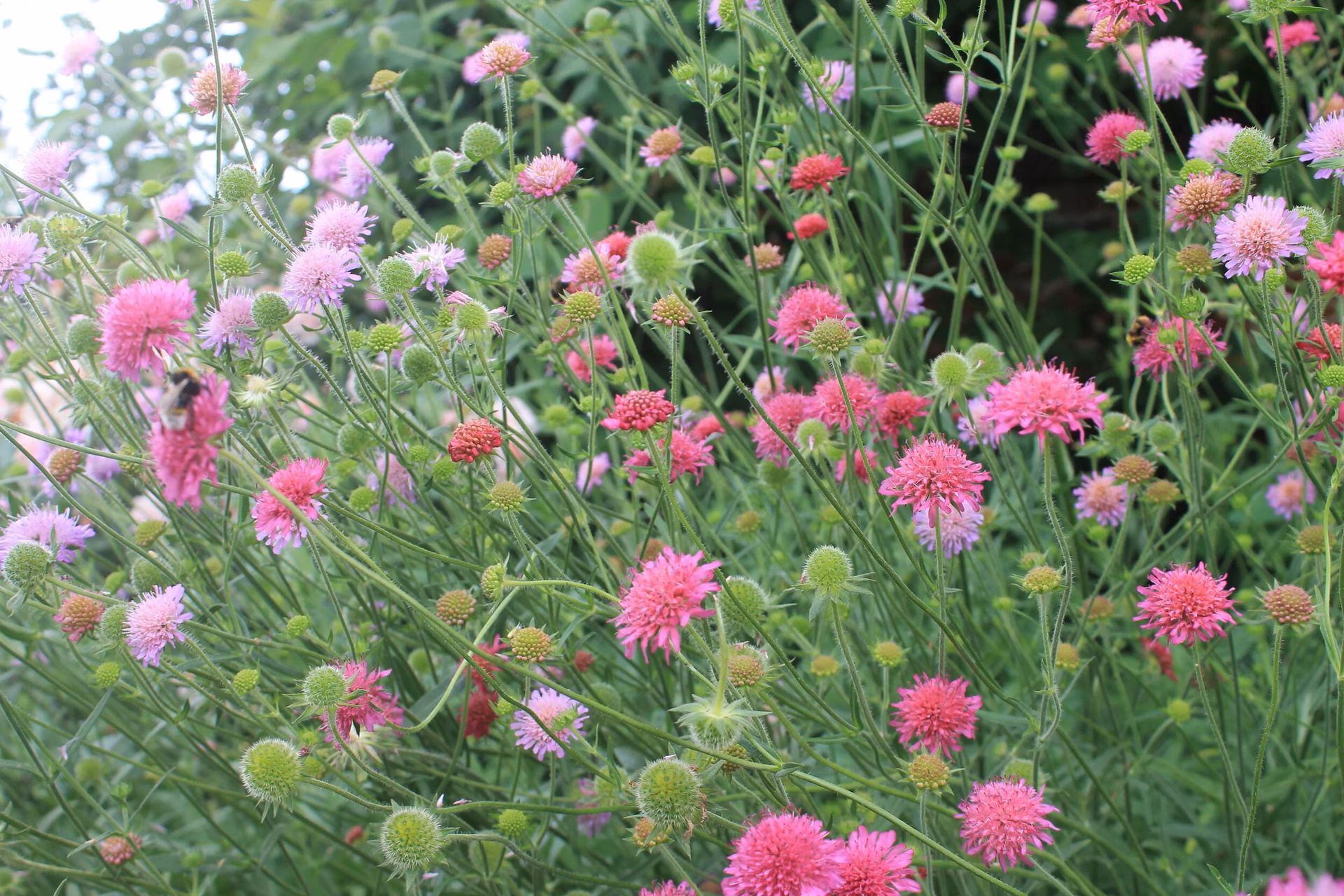 Are Knautia Melton pastels biodegradable?
