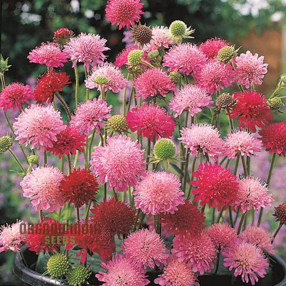 How do you grow Melton pastels?