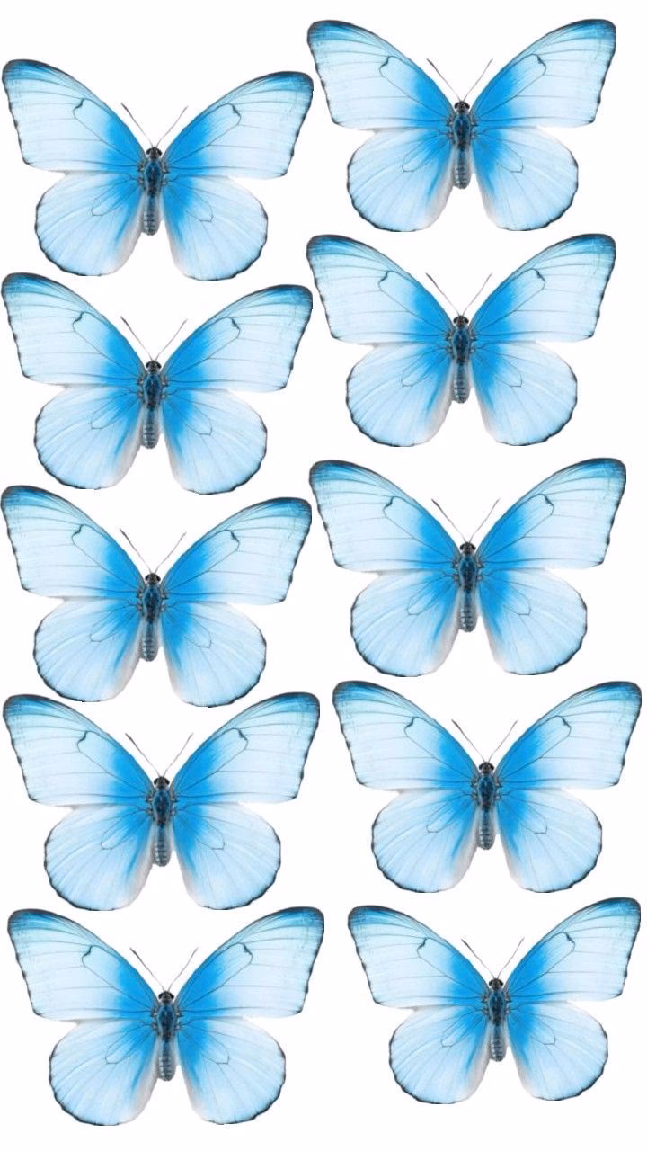¿Cómo eligen las mariposas Niña Celeste?