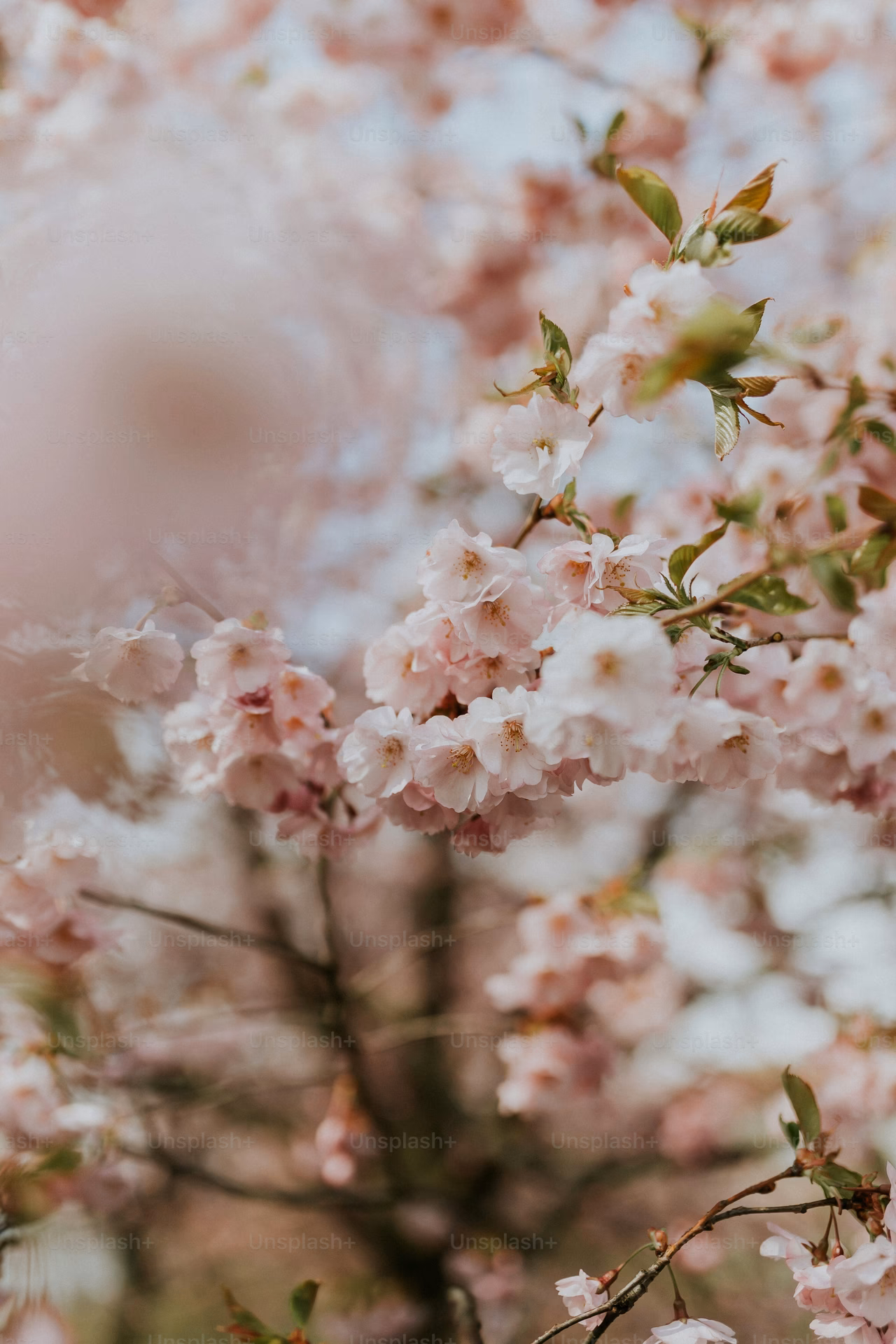 How many pastel nature wallpapers are there?