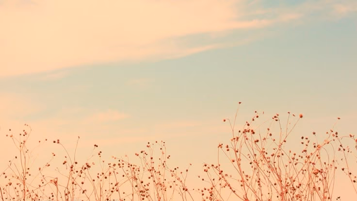 How many pastel pink aesthetic wallpapers are there?