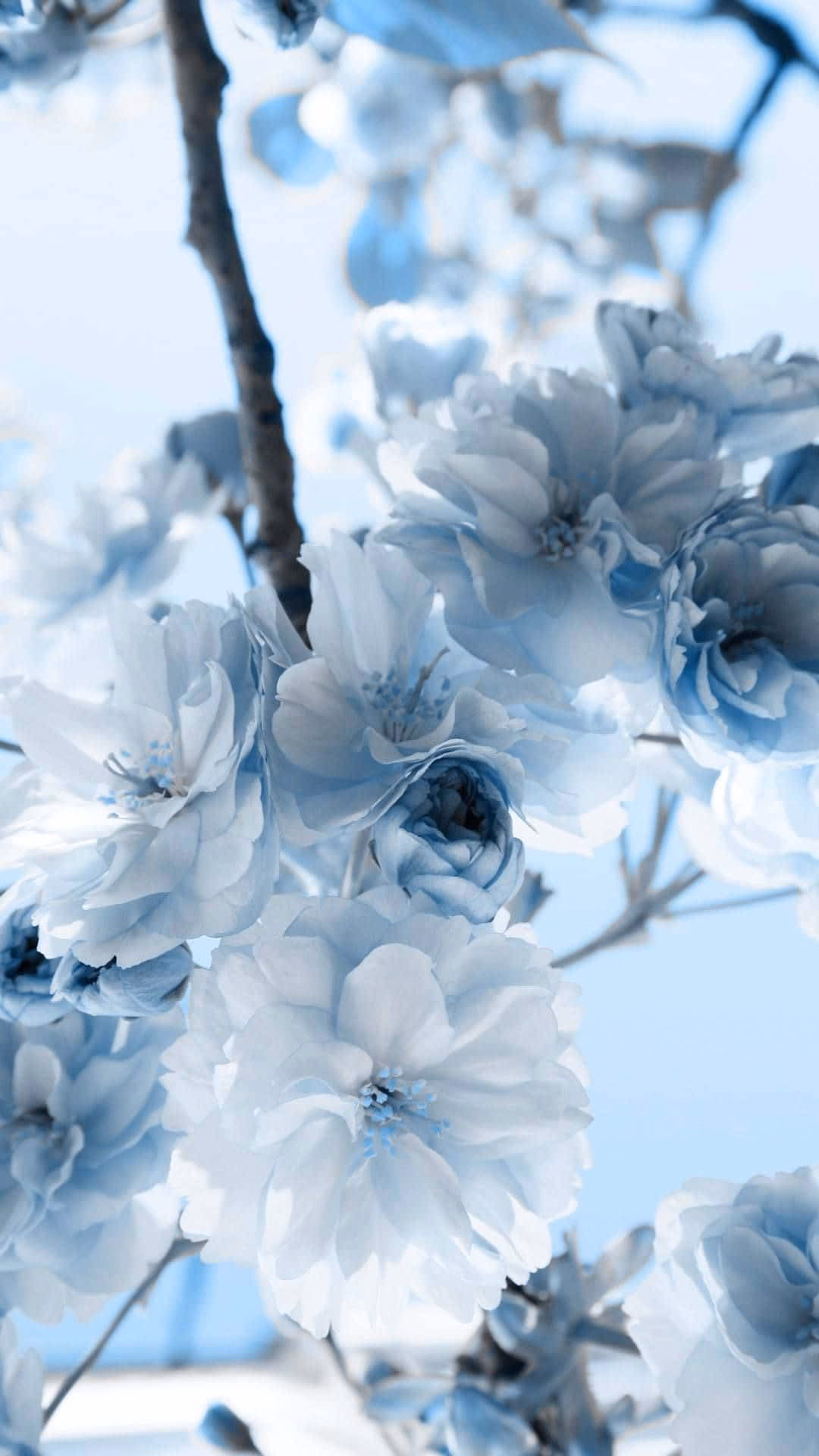 How many pastel blue aesthetics desktop wallpapers are there?