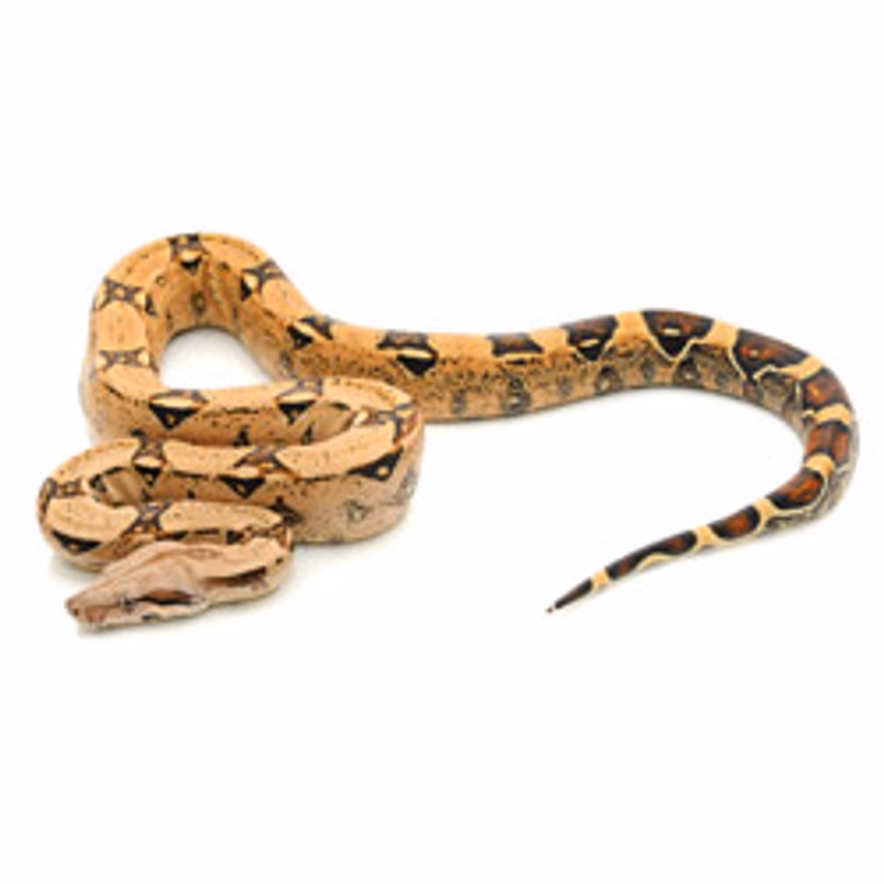 What does a boa look like?