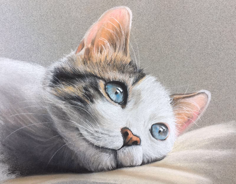What pencils do you use to draw a cat?