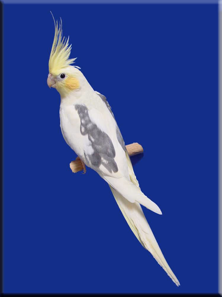 Do Lutino cockatiel have bald spots?