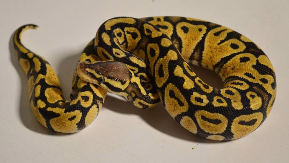Is there a pastel variant of the ball python?