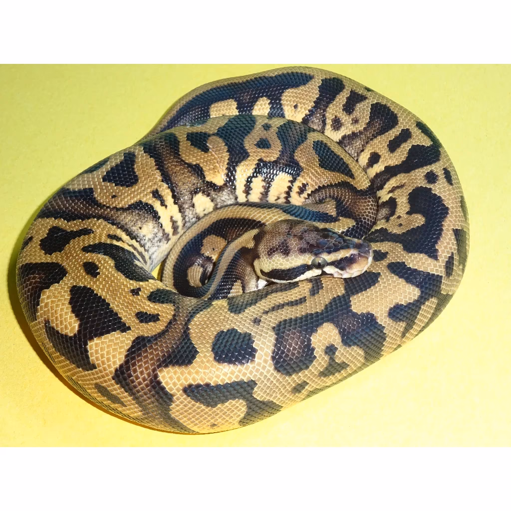 What is a black pastel ball python?