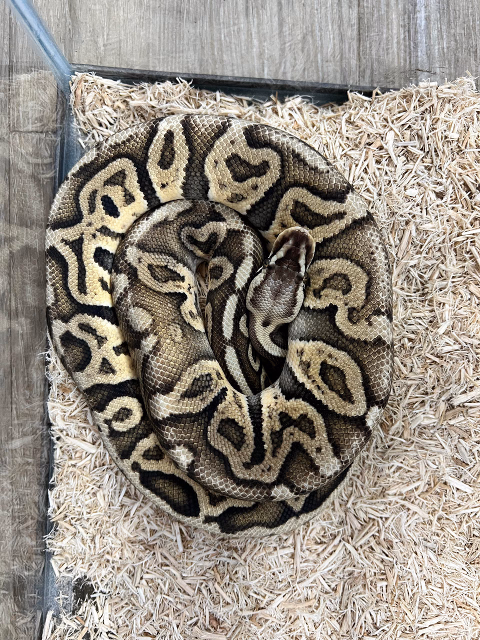Where can I buy a leopard ball ball python?