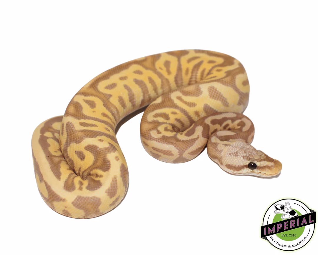 Are pastel ball pythons expensive?